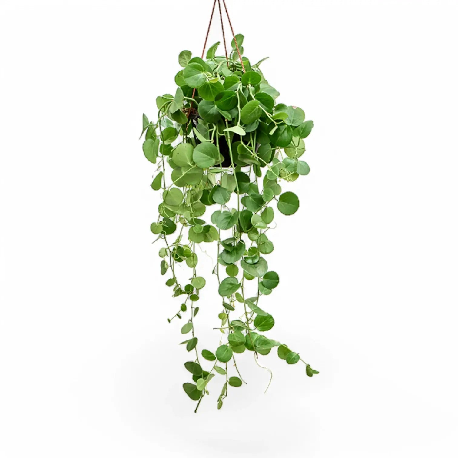 Cissus rotundifolia potted plant in nursery pot on white background.