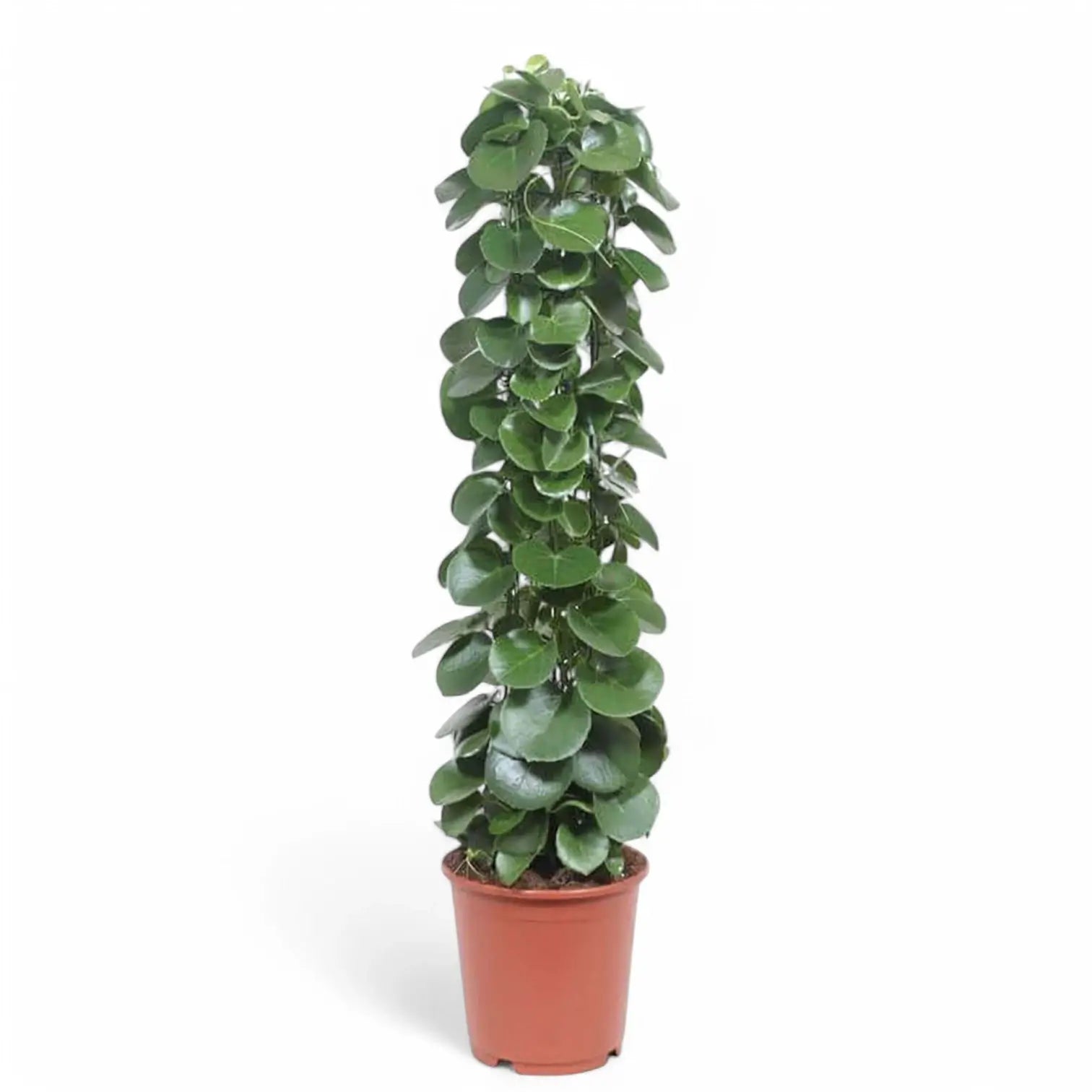 Cissus rotundifolia potted plant in nursery pot on white background.