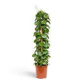Cissus rotundifolia full plant with climbing stems, tendrils and glossy rounded green leaves
