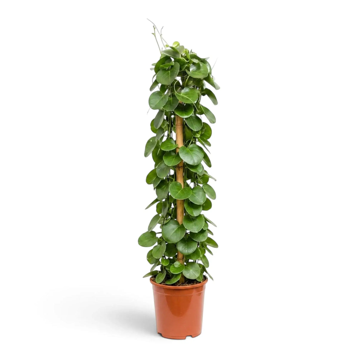Cissus rotundifolia full plant with climbing stems, tendrils and glossy rounded green leaves