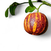 Citrus ‘Arcobal’ leaf detail on white background.