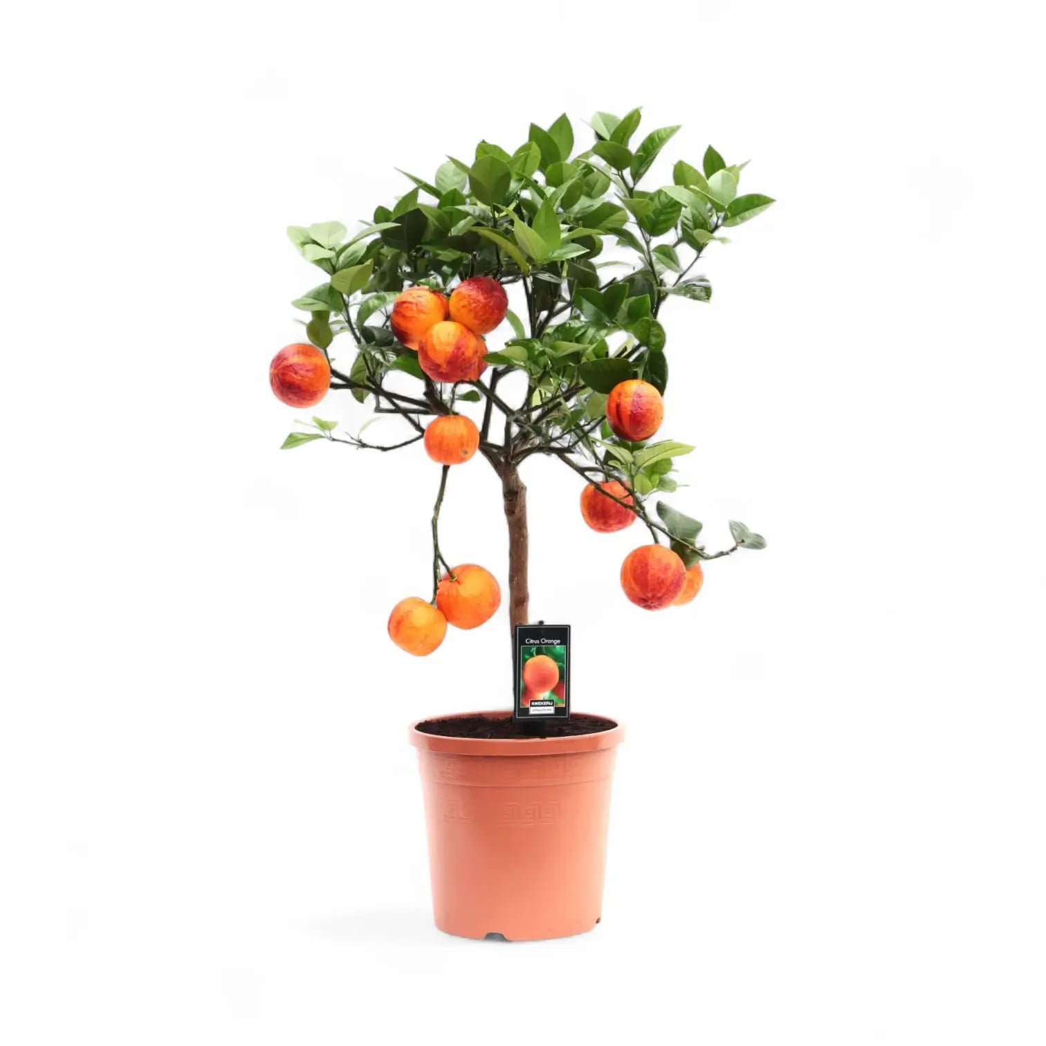 Citrus ‘Arcobal’ potted plant in nursery pot on white background.