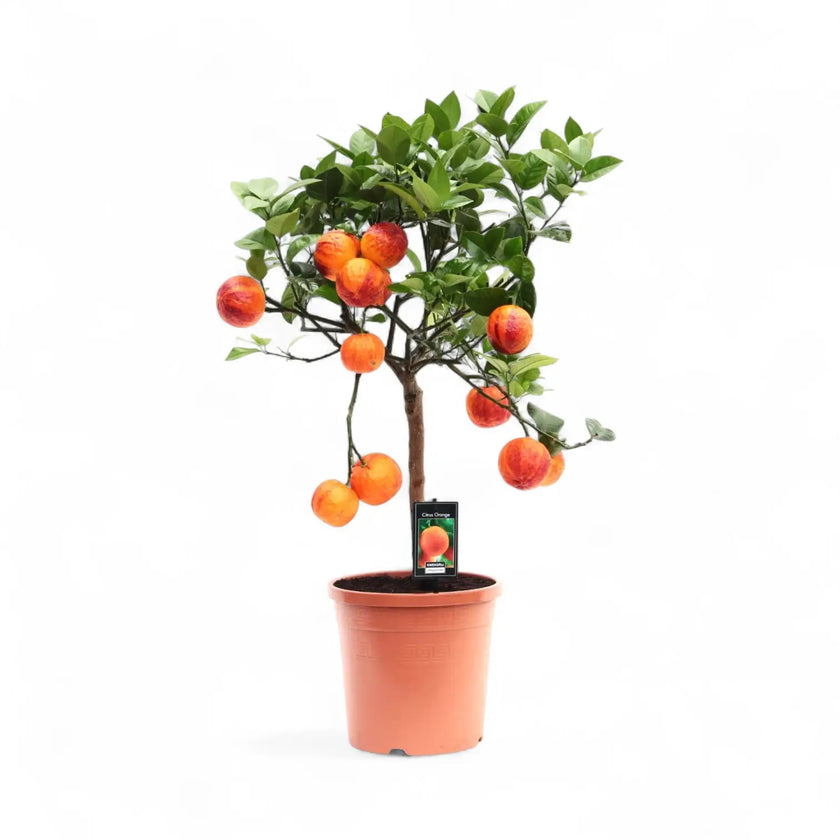 Citrus ‘Arcobal’ potted plant in nursery pot on white background.