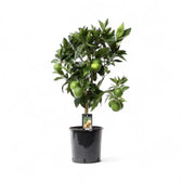 Citrus ‘Arcobal’ potted plant in nursery pot on white background.