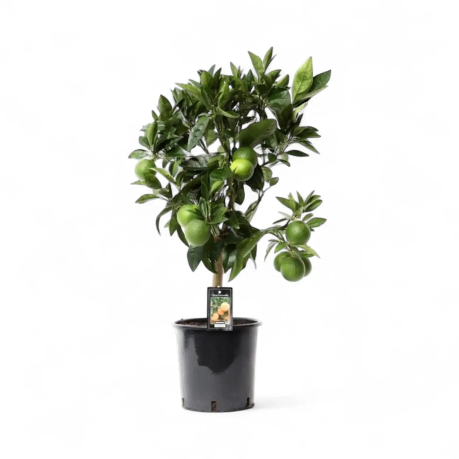 Citrus ‘Arcobal’ potted plant in nursery pot on white background.