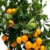 Close-up of Calamondin foliage and fruit with glossy green leaves and small orange citrus fruit