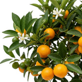 Citrus × microcarpa Calamondin fruit detail showing orange fruit among glossy green leaves