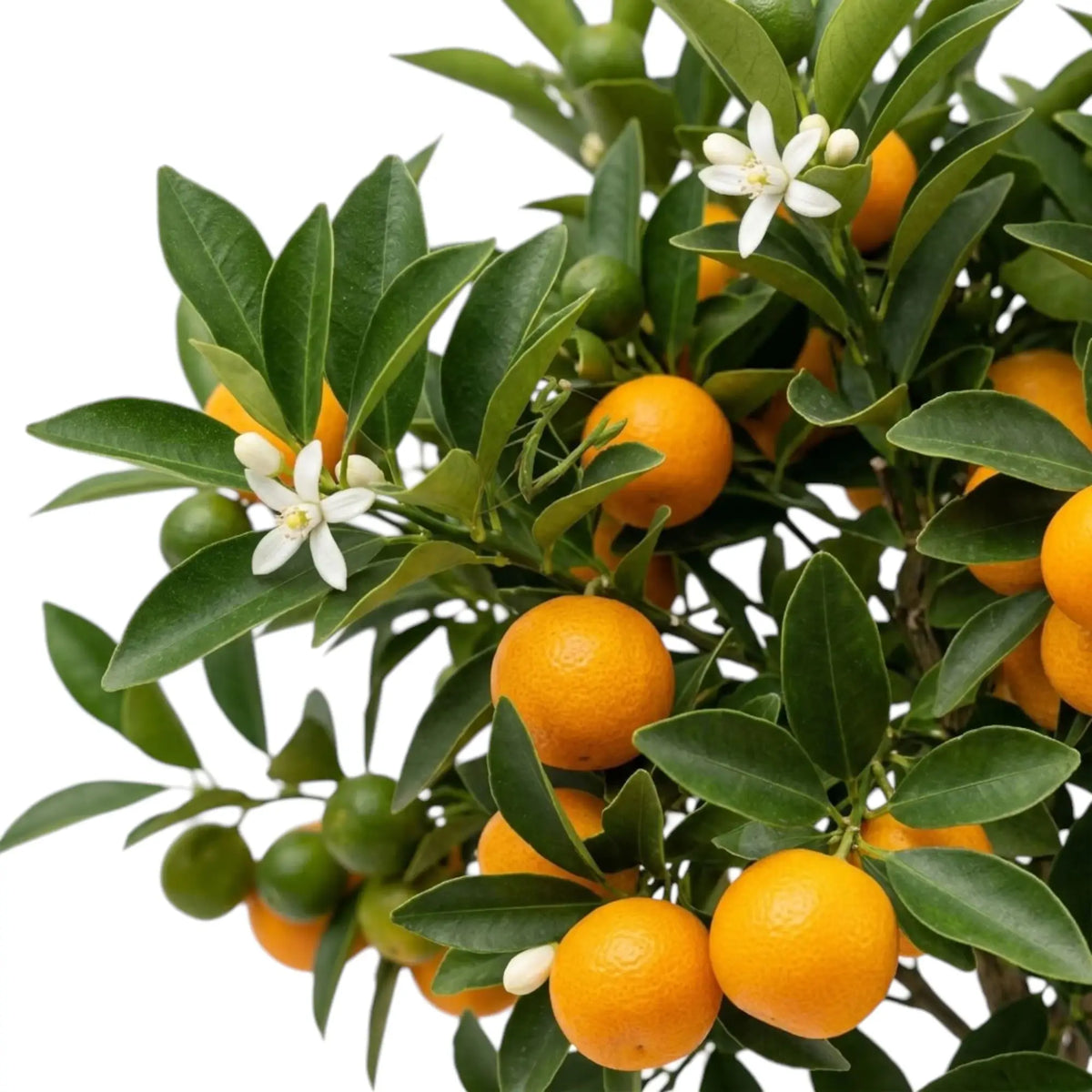 Citrus × microcarpa Calamondin fruit detail showing orange fruit among glossy green leaves