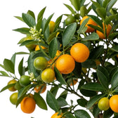 Close-up of Calamondin branches with green foliage and small citrus fruit
