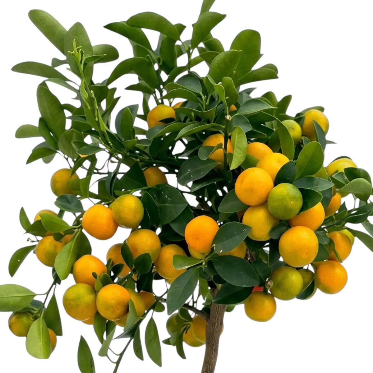 Calamondin foliage and fruit detail with small orange fruit among glossy green leaves