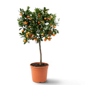 Large Citrus × microcarpa Calamondin tree with a broad leafy crown and orange fruit in a nursery pot