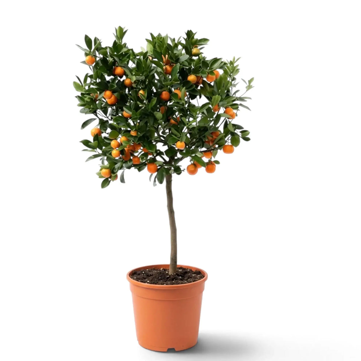Large Citrus × microcarpa Calamondin tree with a broad leafy crown and orange fruit in a nursery pot