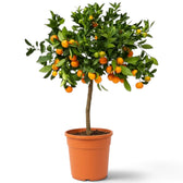 Potted large Calamondin tree with dense glossy foliage and small orange citrus fruit