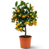 Large Citrus × microcarpa Calamondin with a leafy crown and orange fruit