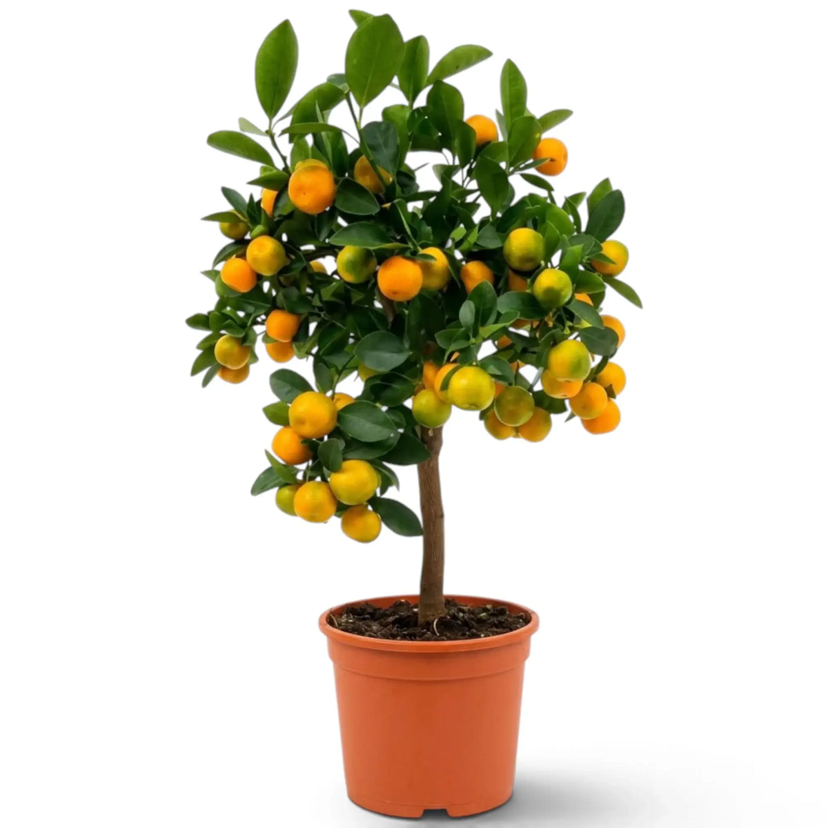 Large Citrus × microcarpa Calamondin with a leafy crown and orange fruit