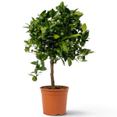 Large Citrus × microcarpa Calamondin with a wide leafy crown and orange fruit