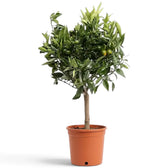 Large potted Calamondin tree with a dense green crown and orange fruit among the branches