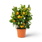 Medium potted Citrus × microcarpa Calamondin with a rounded leafy crown and orange fruit
