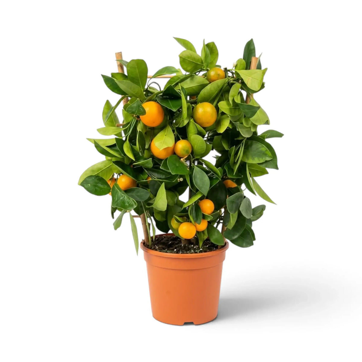 Medium potted Citrus × microcarpa Calamondin with a rounded leafy crown and orange fruit
