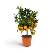 Medium Citrus × microcarpa Calamondin showing glossy leaves and fruit across a compact crown