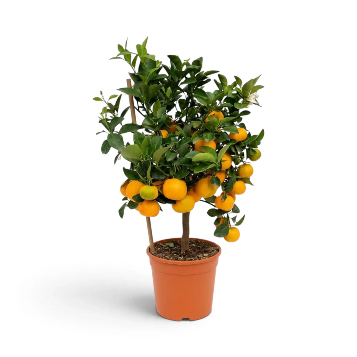 Medium Citrus × microcarpa Calamondin showing glossy leaves and fruit across a compact crown