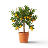 Medium Citrus × microcarpa Calamondin with dense green foliage and orange fruit