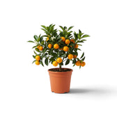 Small Citrus × microcarpa Calamondin tree with glossy leaves and orange fruit in a nursery pot