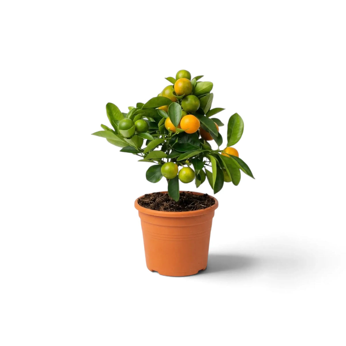 Potted small Calamondin tree, Citrus × microcarpa, with a compact leafy crown and orange fruit