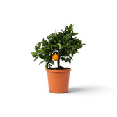 Small Citrus × microcarpa Calamondin with dense green foliage and small citrus fruit