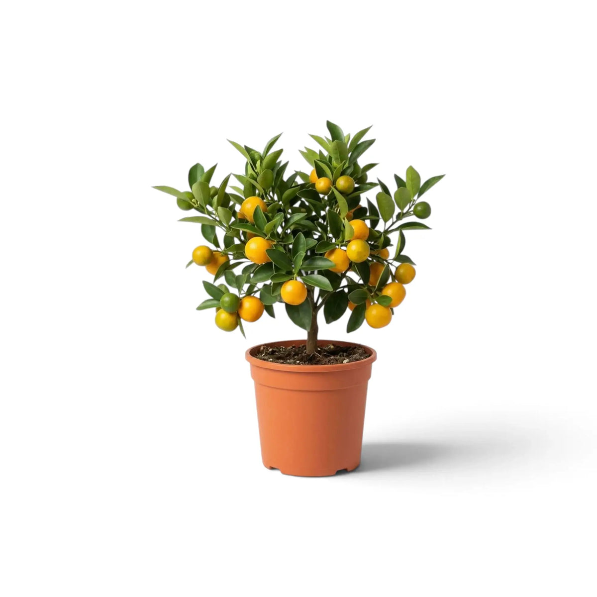 Small Citrus × microcarpa Calamondin with glossy green leaves and orange fruit