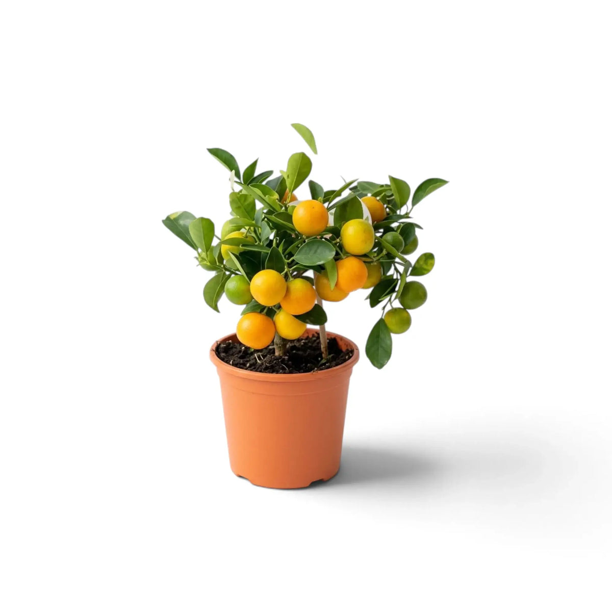Small potted Calamondin tree with a compact crown of green leaves and orange fruit