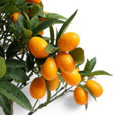 Citrus japonica kumquat foliage and fruit detail with small orange fruits.