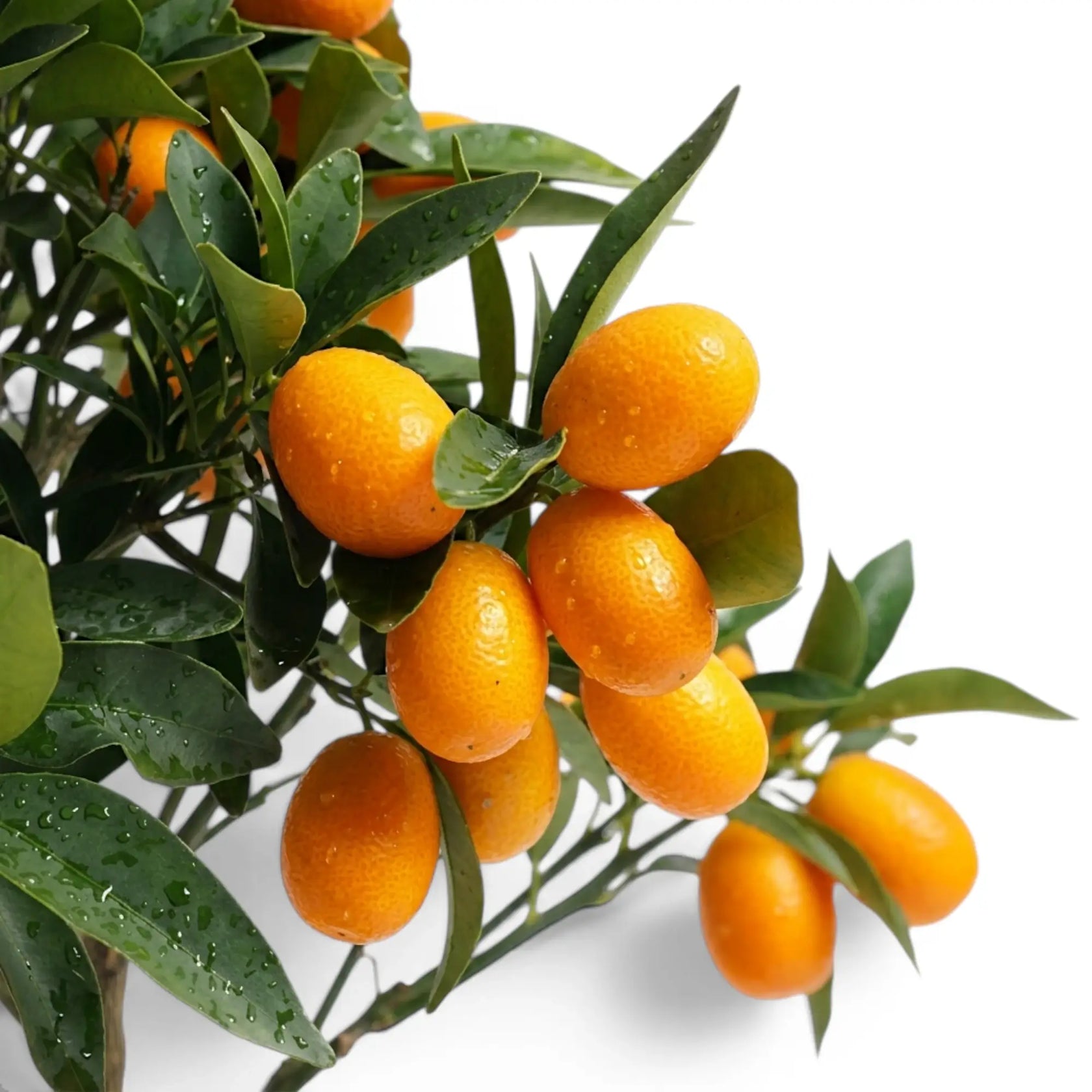 Citrus japonica kumquat foliage and fruit detail with small orange fruits.