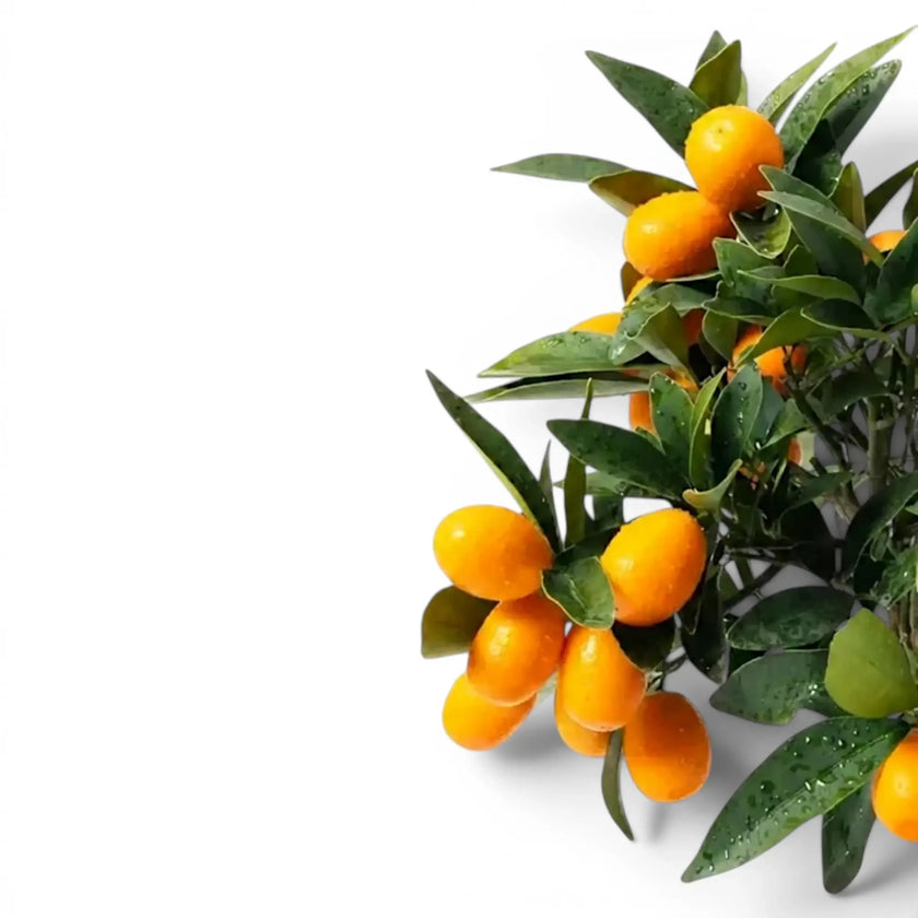Citrus japonica Kumquat Blatt- und Fruchtdetail mit kleinen orangefarbenen Früchten.