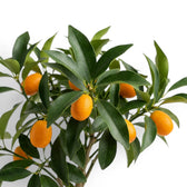 Citrus japonica kumquat foliage and fruit detail with small orange fruits.