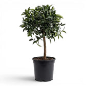Citrus japonica kumquat large plant in a nursery pot.