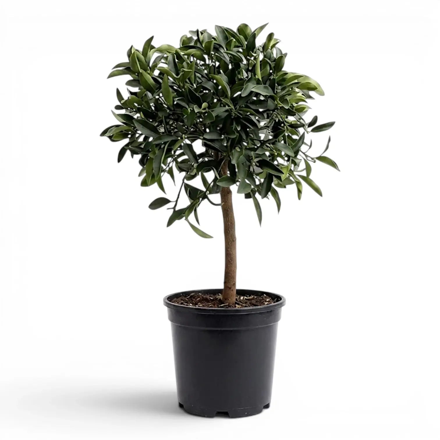 Citrus japonica kumquat large plant in a nursery pot.