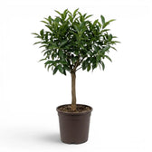 Citrus japonica kumquat large plant in a nursery pot.