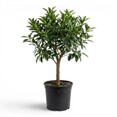 Citrus japonica kumquat large plant in a nursery pot.