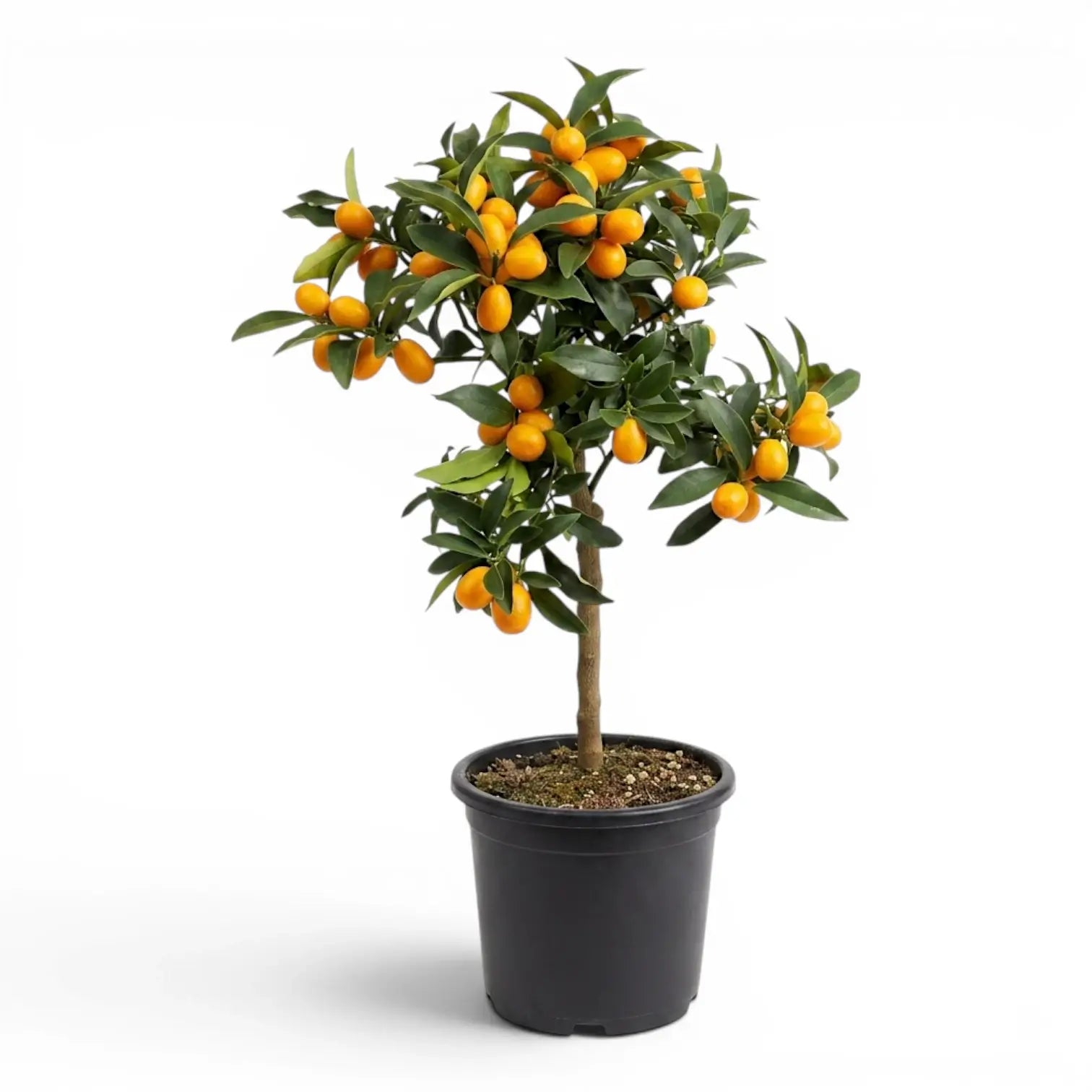 Citrus japonica kumquat large plant in a nursery pot.