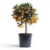 Citrus japonica kumquat large plant in a nursery pot.