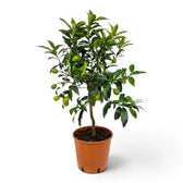 Citrus japonica kumquat large plant in a nursery pot.