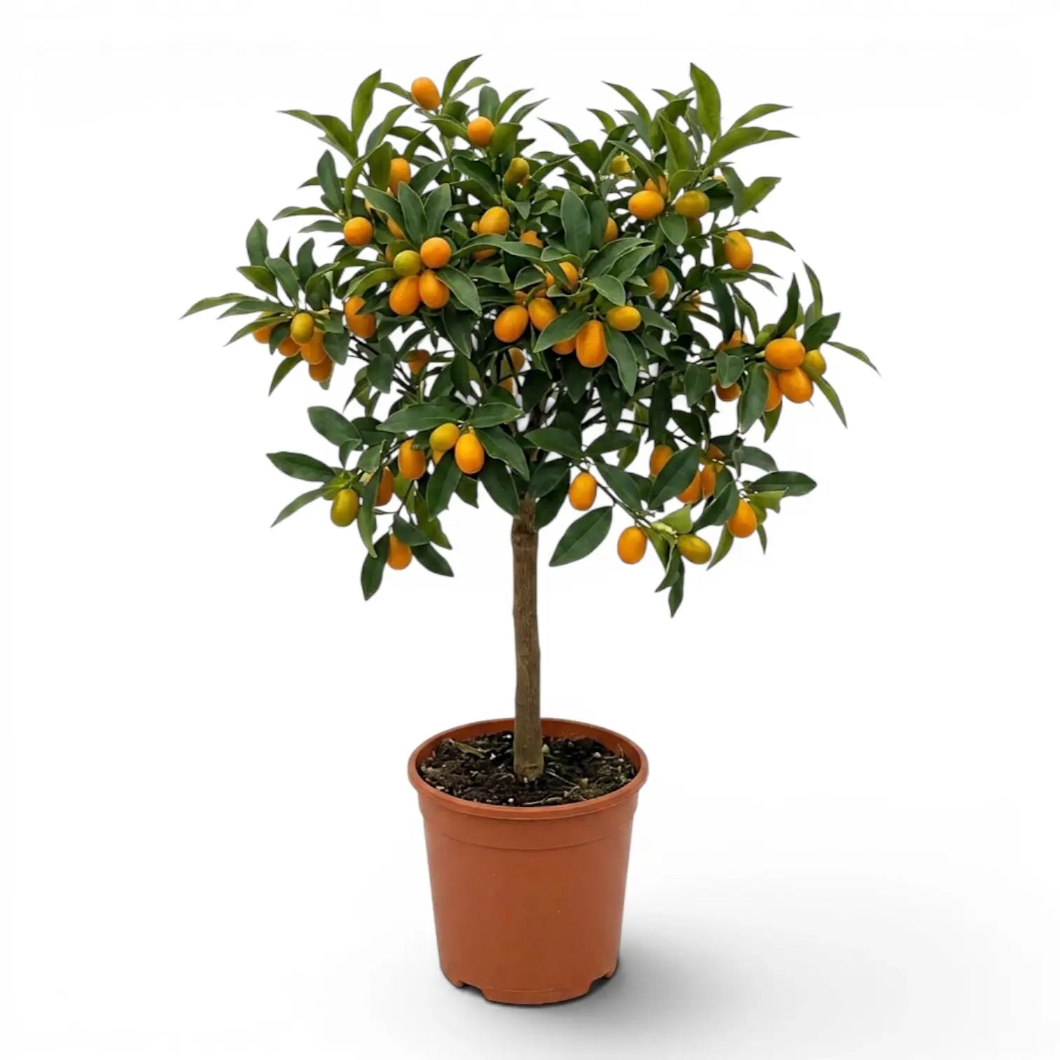 Citrus japonica kumquat large plant in a nursery pot.