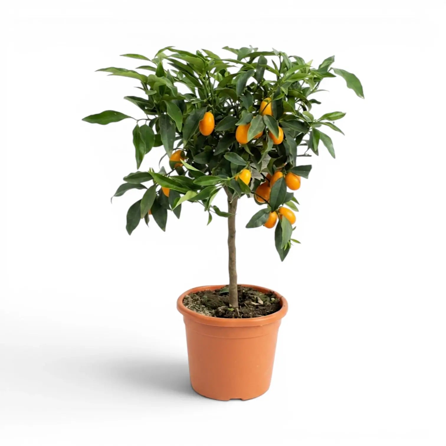 Citrus japonica kumquat medium plant in a nursery pot.