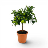 Citrus japonica kumquat medium plant in a nursery pot.