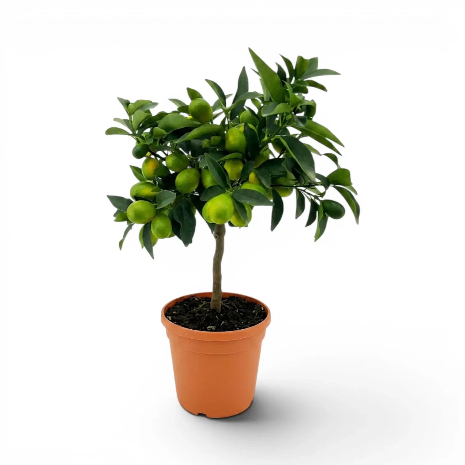 Citrus japonica kumquat medium plant in a nursery pot.