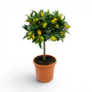 Citrus japonica kumquat medium plant in a nursery pot.