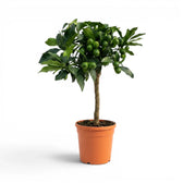 Citrus japonica kumquat medium plant in a nursery pot.