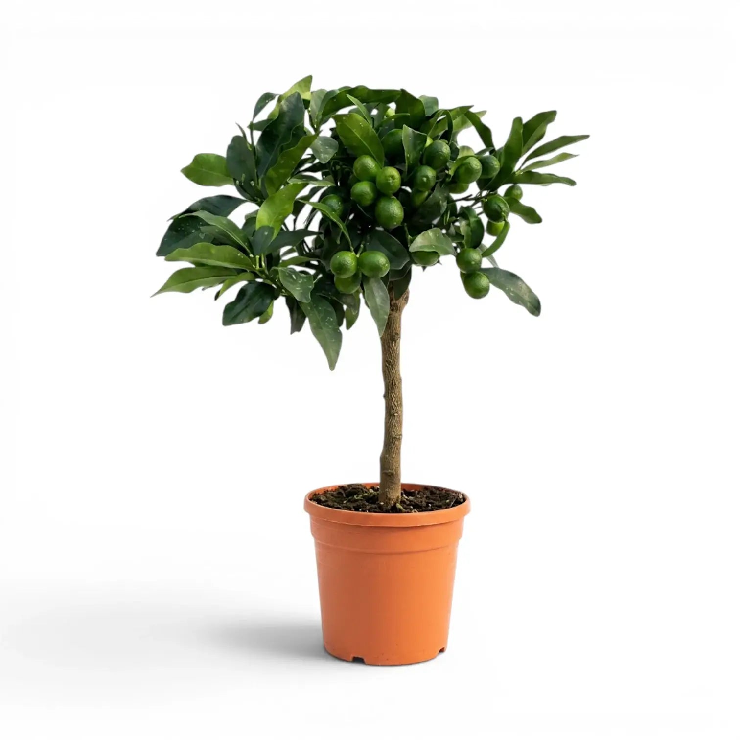 Citrus japonica kumquat medium plant in a nursery pot.