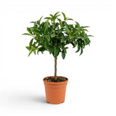 Citrus japonica kumquat medium plant in a nursery pot.